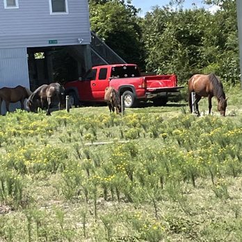 Corolla Wild Horse Tours - Horses looking for shade - Tours Near Me - Corolla, North Carolina