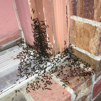 Pal Pest Management - Pest Control Near Me - Lincoln, Nebraska Pal Pest Management - Pest Control Near Me - Lincoln, Nebraska