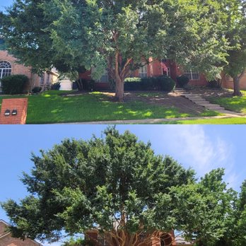 Jose Does Landscape & More - Lift and thin-out - Lawn Services Near Me Jose Does Landscape & More - Lift and thin-out - Lawn Services Near Me