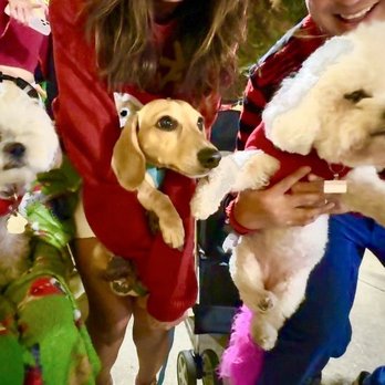 Hyde Park Village - Mocha Coconut met this dachshund and bichon the night of the Xmas Tree Lighting - Hyde Park Village is very dog friendly - Shopping Centers Near Me - Tampa, Florida Hyde Park Village - Mocha Coconut met this dachshund and bichon the night of the Xmas Tree Lighting - Hyde Park Village is very dog friendly - Shopping Centers Near Me - Tampa, Florida