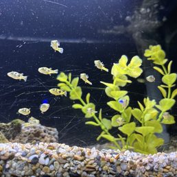 Pea puffers!