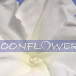 Moonflower - Psychics On Cape Cod