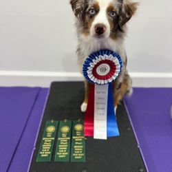 HumaneK9 Dog Training - Competition Training