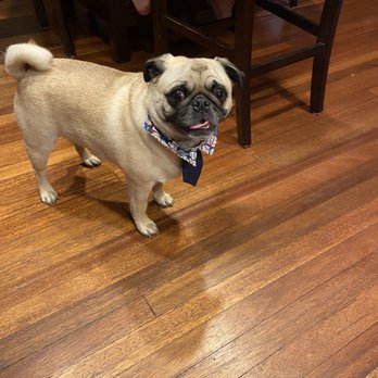 Alphapet City - Our dog with his tie after his grooming! - Pet Groomers Near Me Alphapet City - Our dog with his tie after his grooming! - Pet Groomers Near Me