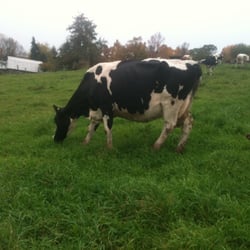 Milky Way Farms - Cow.