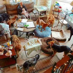 Pet Pals Bed & Biscuit - Controlled chaos