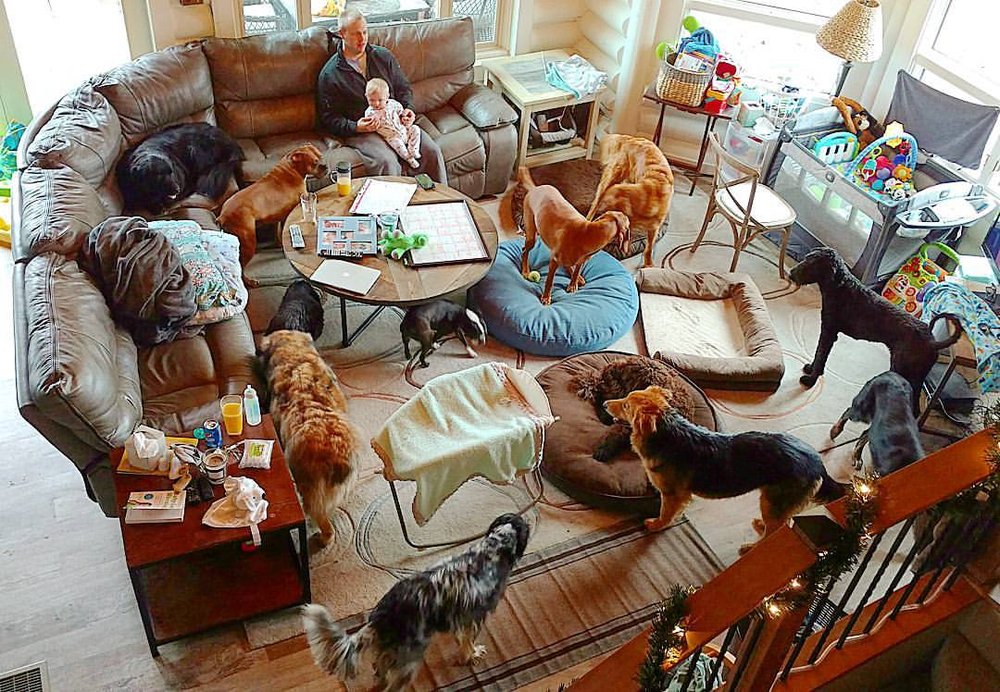 Pet Pals Bed & Biscuit - pet boarding facility in Florence, MT