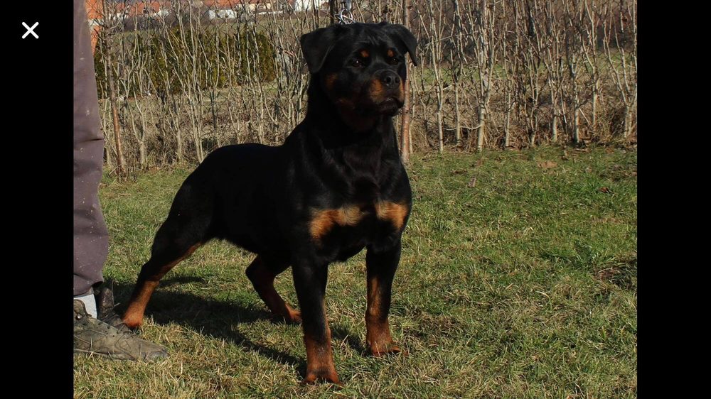 VERTRAG ROCK ROTTWEILER - Updated December 2025 - Request Information ...
