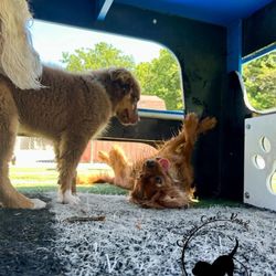 Captain Creek Ranch - Pups at play