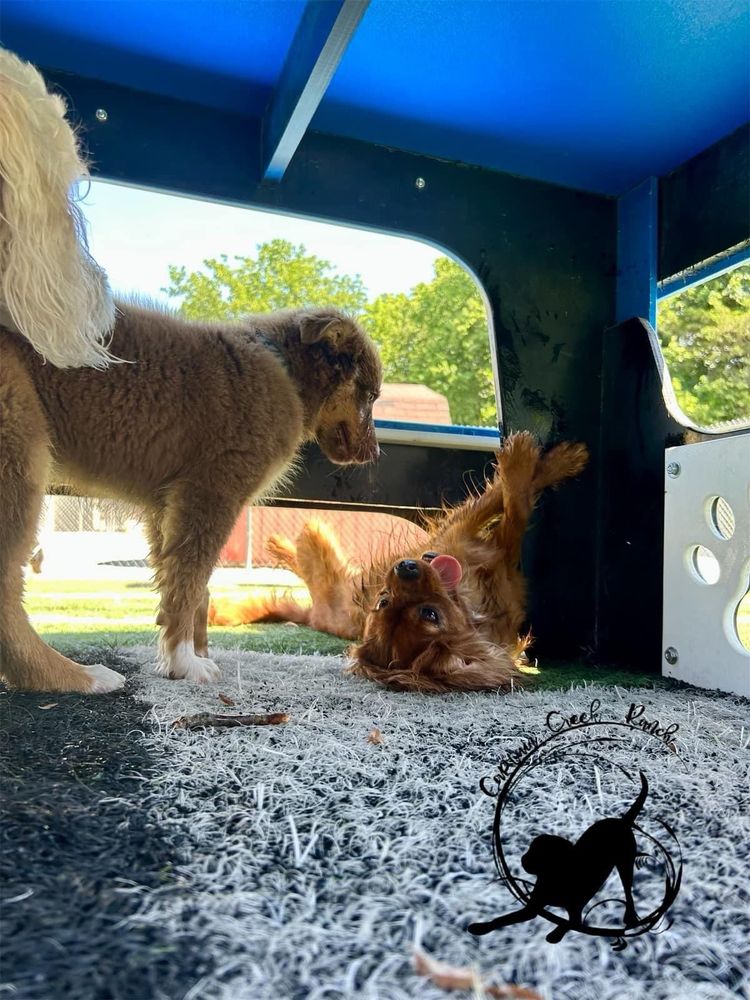 Captain Creek Ranch - pet boarding facility in Eudora, KS