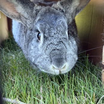 Northwest Exotic Pet Vet - Farley boy - Veterinarians Near Me - Beaverton, Oregon Northwest Exotic Pet Vet - Farley boy - Veterinarians Near Me - Beaverton, Oregon