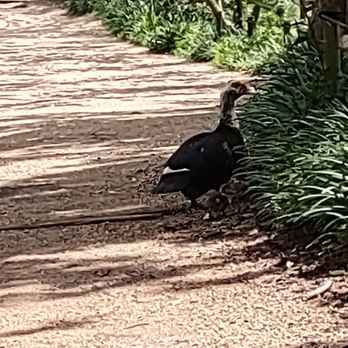 Hermann Park - Parks Near Me - Houston, Texas
