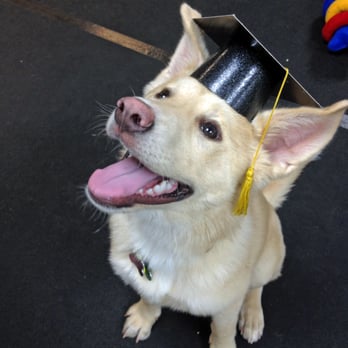 Live and Learn Dogs - Pet Training Near Me - Bridgewater, New Jersey Live and Learn Dogs - Pet Training Near Me - Bridgewater, New Jersey