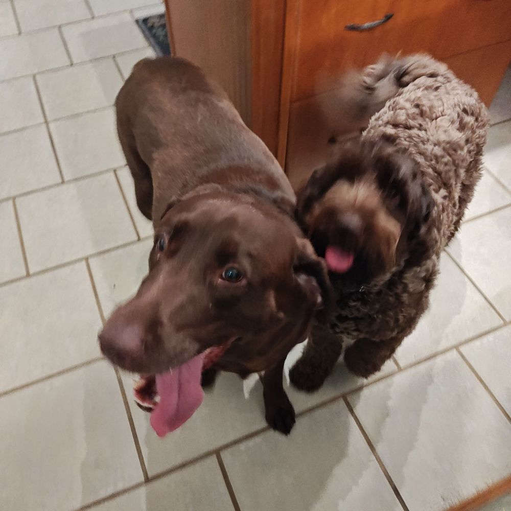 Stone Creek Labradors - Super excited yet not excited at all - Pet Sitting Near Me - Chardon, Ohio
