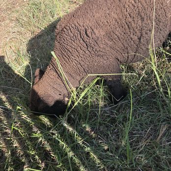 Fog Willow Farms - A real "Black Sheep" ha! - Attraction Farms Near Me - Wilton, California Fog Willow Farms - A real "Black Sheep" ha! - Attraction Farms Near Me - Wilton, California