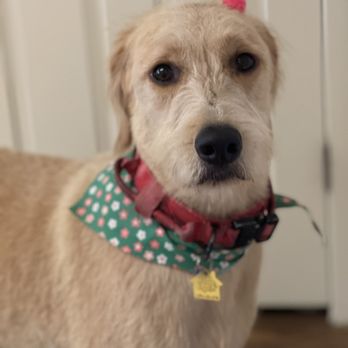 Pretty Paws Dog Grooming - Pet Groomers Near Me - Gilbert, Arizona
