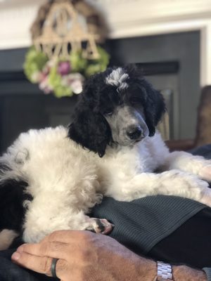 raven rock standard poodles