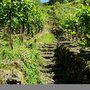 Photo of Orchideenwiese an der Ahr