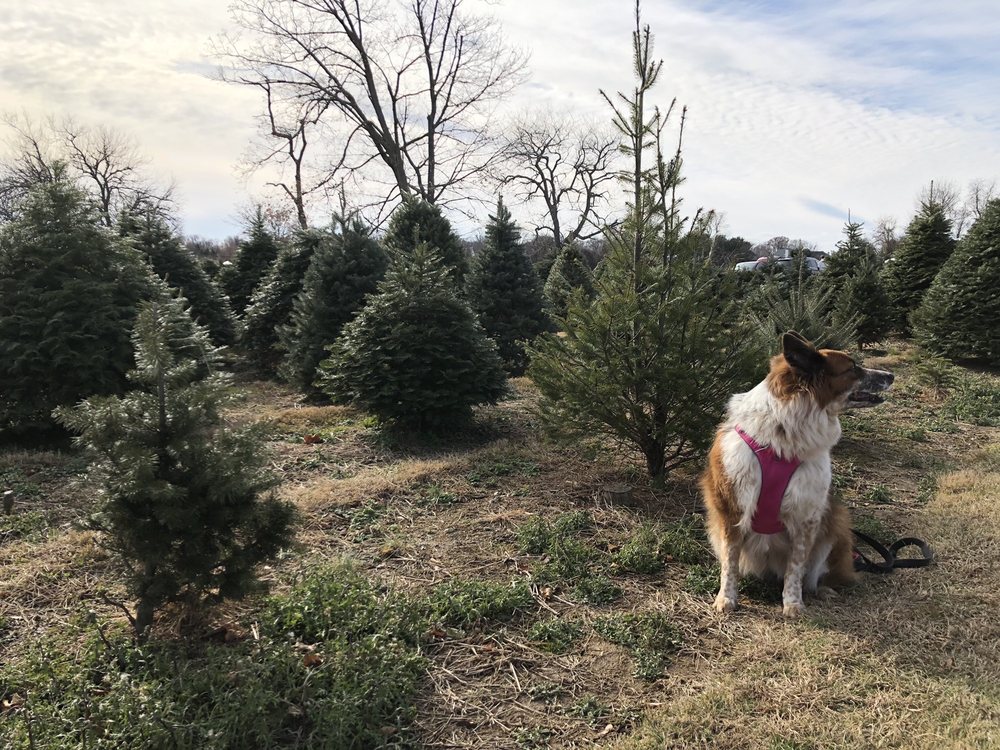 COLAVITA CHRISTMAS TREE FARM 10 Photos & 11 Reviews 1761 Dolington