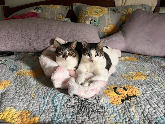 Portland Animal Clinic