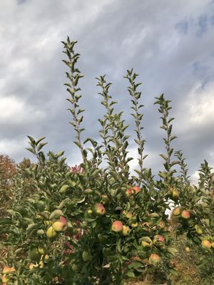 Outhouse Orchards by null