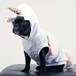 Sandwich Animal Hospital - So Cute! Happy Halloween!