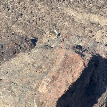 Lake Mead Overlook - Chipmunk - Lakes Near Me - Boulder City, Nevada