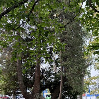 Wright Park - Venues & Event Spaces Near Me - Tacoma, Washington Wright Park - Venues & Event Spaces Near Me - Tacoma, Washington
