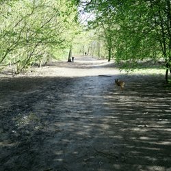 Hundeauslauf Höltigbaum