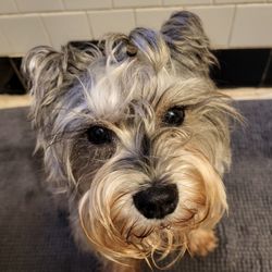 PetEx pet sitting services - Cutie