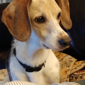 Plainfield Bark Park - Joey, Beagle/Whippet, enjoyed sniffing everything and roaming the fenced area. - Dog Parks Near Me - Plainfield, Indiana Plainfield Bark Park - Joey, Beagle/Whippet, enjoyed sniffing everything and roaming the fenced area. - Dog Parks Near Me - Plainfield, Indiana