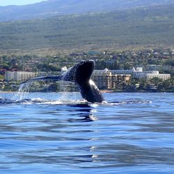 Tropical Guides & Outfitters - Deep dive of a humpback whale
