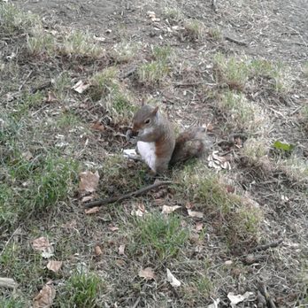 St James's Park - Squirrel - Parks Near Me St James's Park - Squirrel - Parks Near Me