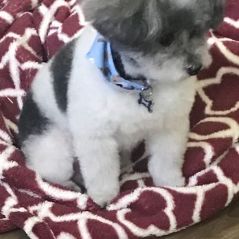 Bark and Purr - Domino looks great. - Pet Groomers Near Me - Allen, Texas Bark and Purr - Domino looks great. - Pet Groomers Near Me - Allen, Texas