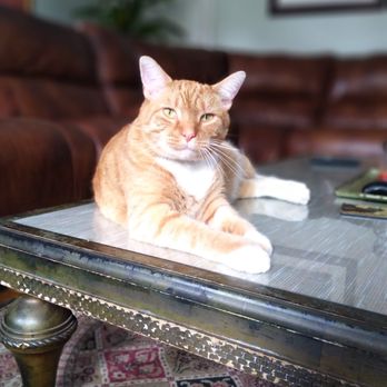 Lindsay Loves Pets - Pet Sitting Near Me - Sturbridge, Massachusetts Lindsay Loves Pets - Pet Sitting Near Me - Sturbridge, Massachusetts