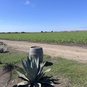 Pezzini Farms - Outside - Fruits & Veggies Near Me - Castroville, California Pezzini Farms - Outside - Fruits & Veggies Near Me - Castroville, California