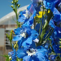 Wild Geese Gardens