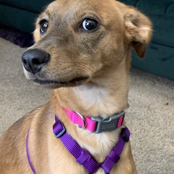 Fetching Freedom Dog Training - Juneau will give you side eye if you don't call Fetching Freedom! - Pet Training Near Me
