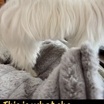 Zooming Paws - This is the day she got groomed. - Pet Groomers Near Me