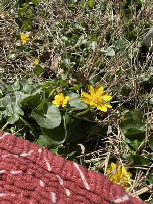 Cherokee Park by null