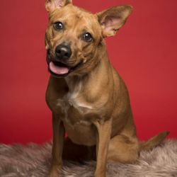 Mutts & Co - Valentine's day pictures for Buckeye Bassett Hound at Mutts & Co.