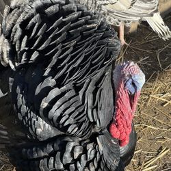 GG's Fun Ranch - The Turkey was fun!
