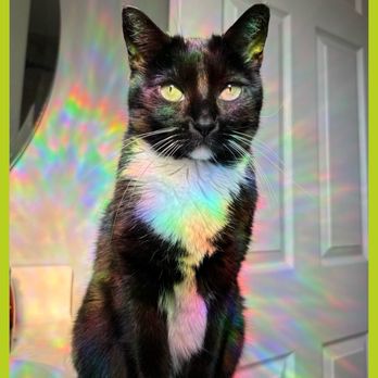 AcutePet Urgent Care - mochi! - Veterinarians Near Me - Bellevue, Kentucky AcutePet Urgent Care - mochi! - Veterinarians Near Me - Bellevue, Kentucky