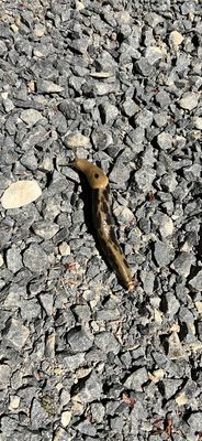 Lewis and Clark National Historical Park by null