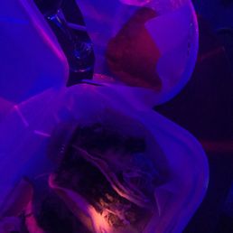 Chicken tacos and shrimp empanada Chicken tacos and shrimp empanada