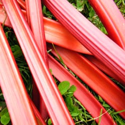 Bells Farm Shop - Bells Rhubarb - Home Grown by Bells for You