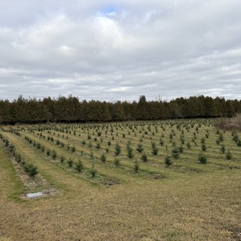 Hockley Valley Farm - ... and more treeesss for future years to come! - Christmas Trees Near Me - Orangeville, Ontario