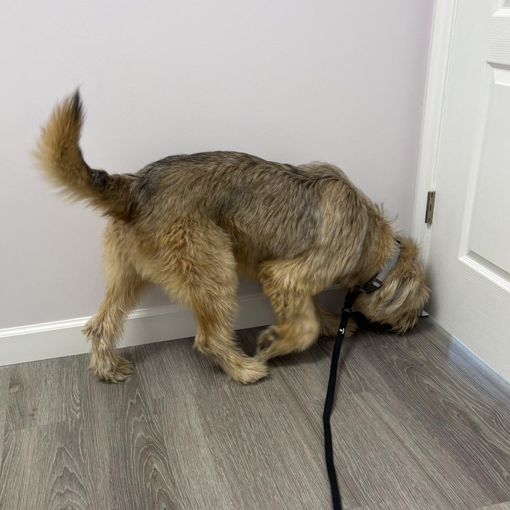 Fido Finds Mold - mold inspector in Richmond, CA