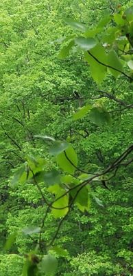 Cranberry Lake Preserve by null