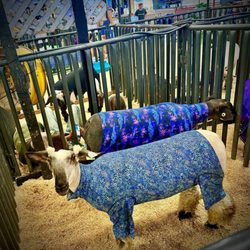 California Mid-State Fair - My wife's favorite sheep!